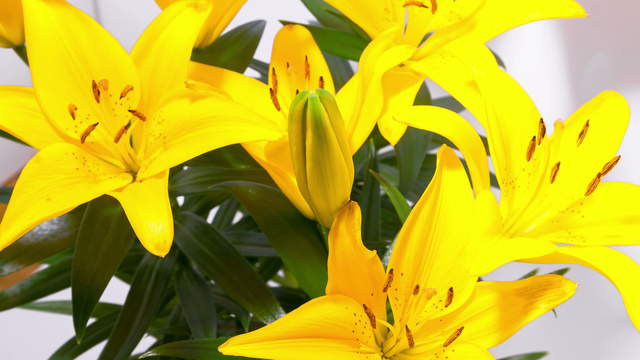 Gelbe Lilien Blüte 4K Zoom Zeitraffer