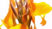 Zeitraffer - Blütenrohr Makro Shot Blüten 4K Video Footage