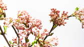 Zeitraffer - Frühlings-Blüten