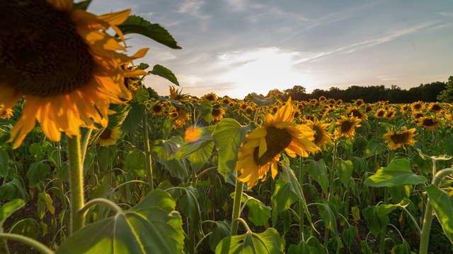 Sonnenblumen Zeitraffer