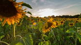 Zeitraffer - Sonnenblumen Zeitraffer