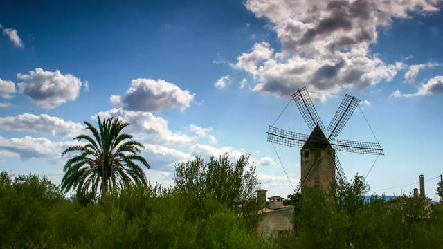 Windmühle und Palme