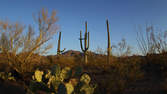 Zeitraffer - Saguaro National Park