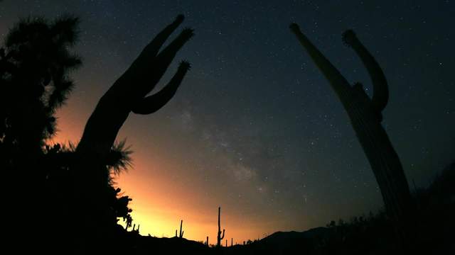 Saguaro National Park