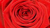 Zeitraffer - Rote Rose