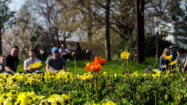 Blumen Hyperlapse Trilogie