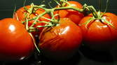 Zeitraffer - Tomaten