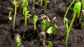 Zeitraffer - Pflanzenwachstum keimende Sonnenblumen-Samen