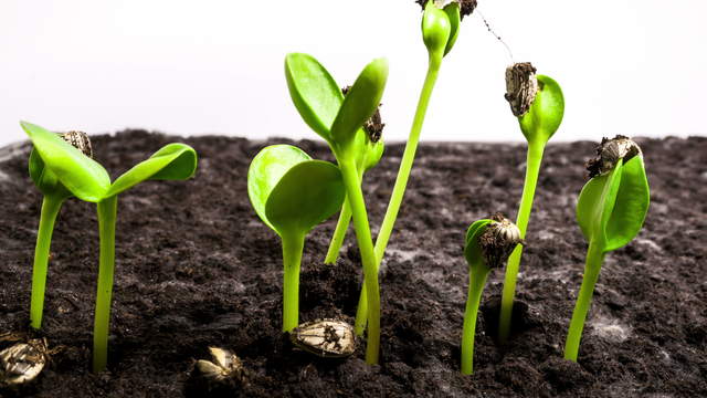 ZeitrafferVideo Keimende SonnenblumenSamen Pflanzenwachstum im