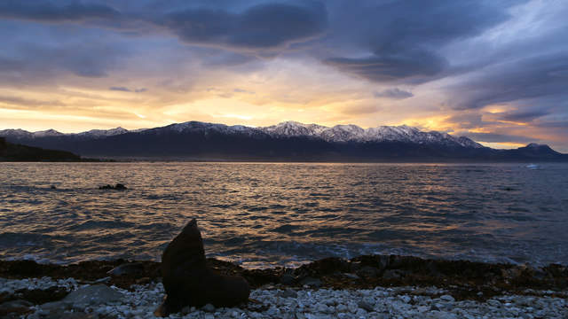 Herzwolke und Seehund in Kaikoura, NZ