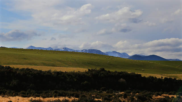 Schafe in Neuseeland