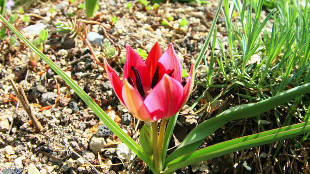 Tulpen Blüte Öffnet Sich