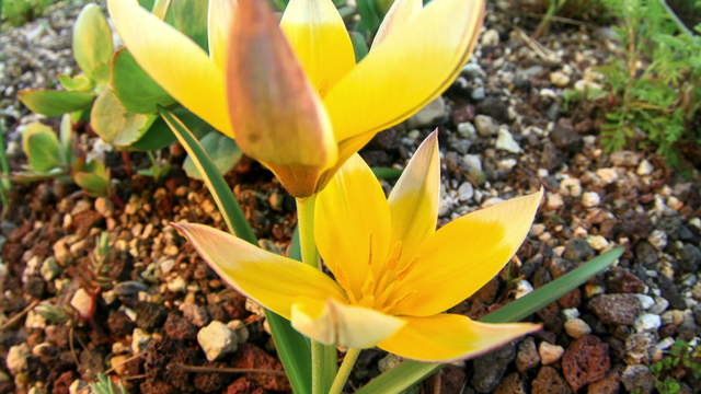 Tulpen Blüte Schliesst Sich