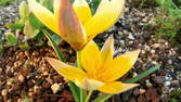 Zeitraffer - Tulpen Blüte Schliesst Sich