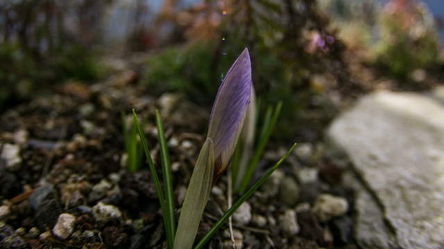 Krokus blüht auf