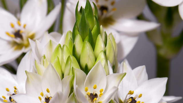 Milchstern, Ornithogalum blüht im Zeitraffer, Makro 4K