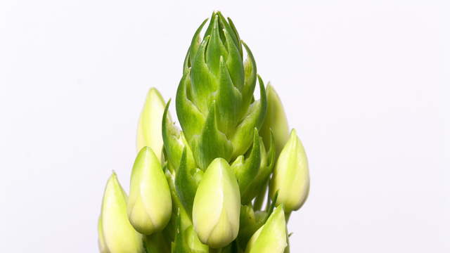 Milchstern, Ornithogalum, 4K Makro vor weiss 