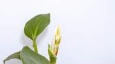 Zeitraffer - Pflanzen-Wachstum Blütenrohr