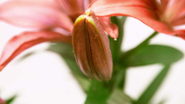 Rote Lilien Blüte 4K Zoom Zeitraffer