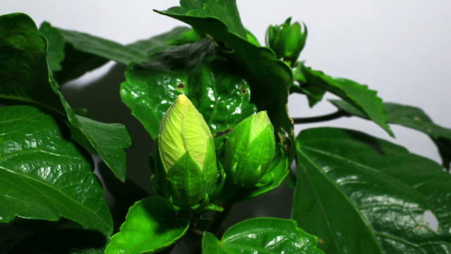 Gelbe Hybiskus-Blüten öffnet sich