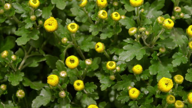 Chrysanthemen Blühen