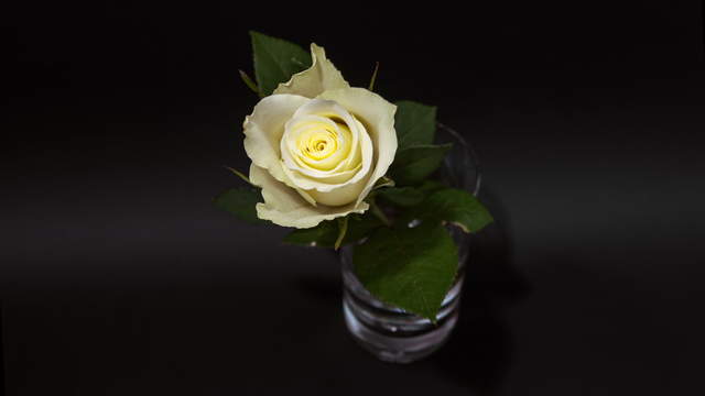 Weiße Rose Im Glass 4K
