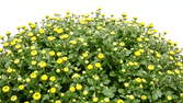 Zeitraffer - Gelbe Chrysanthemen totale 4K