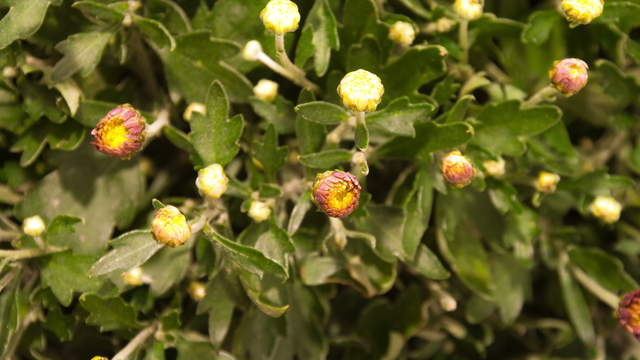 Blühende Chrysanthemen 4K Nahaufnahme