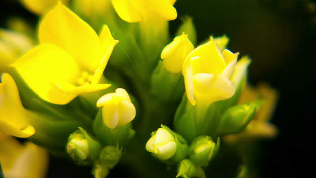 4K Kalanchoe Close Up - 2 Clips in 1
