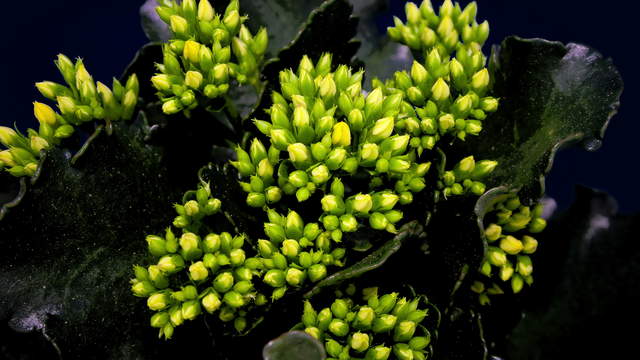 4K Kalanchoe Blüte