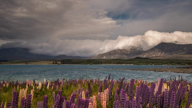 Lupinien am Tekapo See, Neuseeland