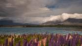 Zeitraffer - Lupinien am Tekapo See, Neuseeland