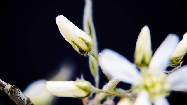 Felsenbirne Blüte Makro 4K UHD