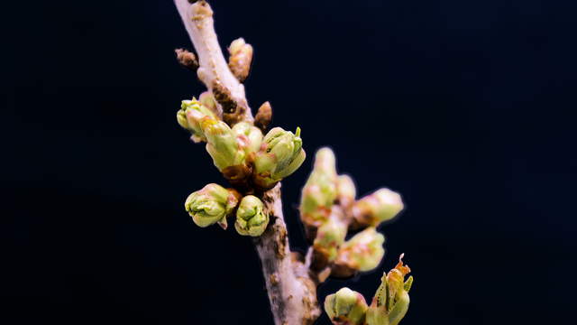 Kirschblüte Makro Zeitraffer