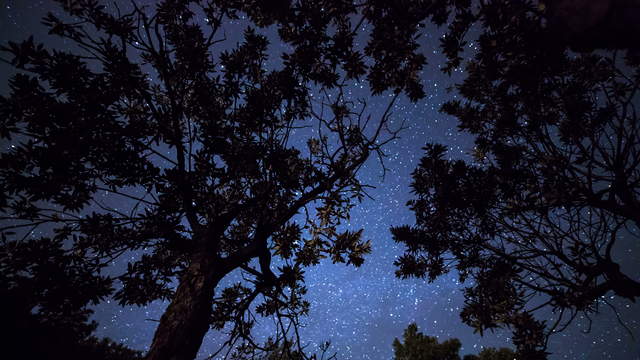 Sternen-Himmel unter Bäumen