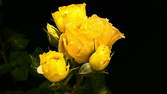 Zeitraffer - Gelbe Rosen Blüten