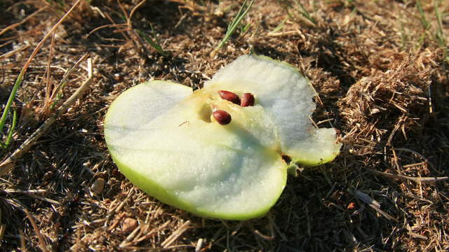 Ameisen fressen Apfel