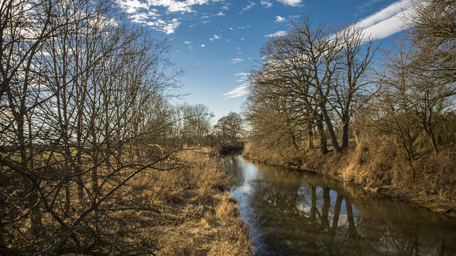 Schwäne auf Fluss