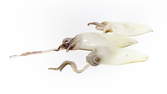 Zeitraffer - Calamari Kalmare Tintenfische