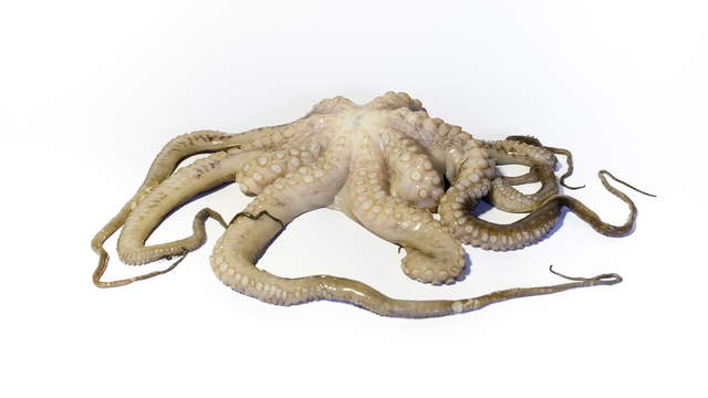 Oktopus