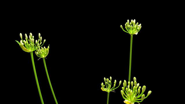 Agapanthus Blüte totale