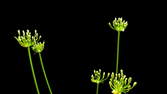 Zeitraffer - Agapanthus Blüte totale
