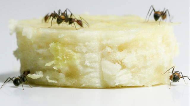 Ameisen fressen Banane - Makro Sideview