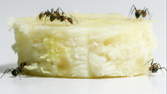 Zeitraffer - Ameisen fressen Banane - Makro Sideview