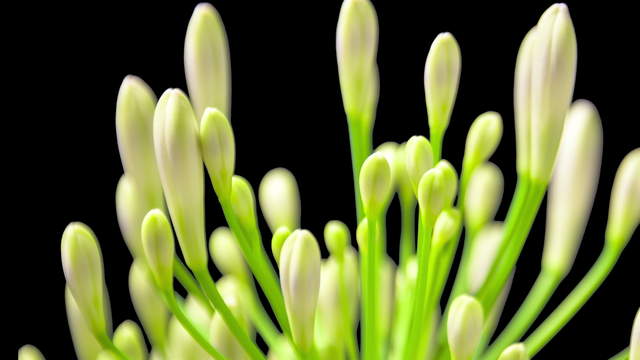 Agapanthus Blüte Nahaufnahme