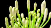 Zeitraffer - Agapanthus Blüte Nahaufnahme