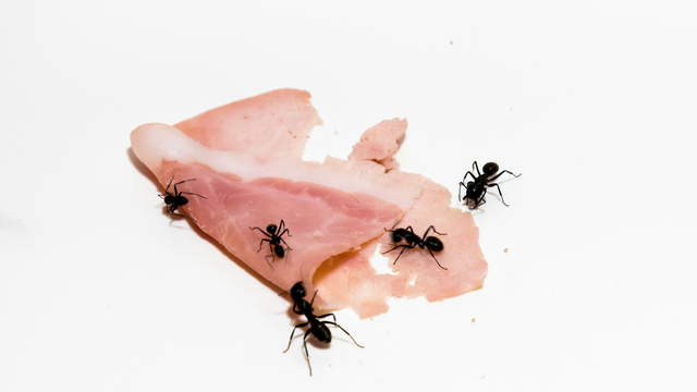 Ameisen fressen Schinken
