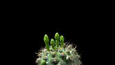 Zeitraffer - Kaktus Blüte