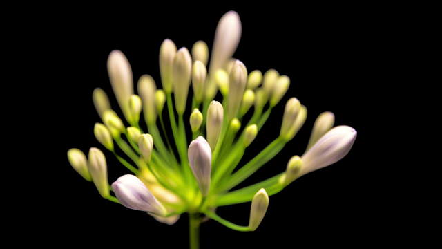Agapanthus Blüte Zoom