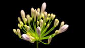 Zeitraffer - Agapanthus Blüte Zoom
